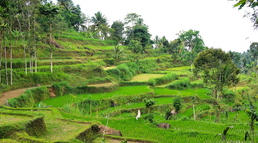 Tete Batu